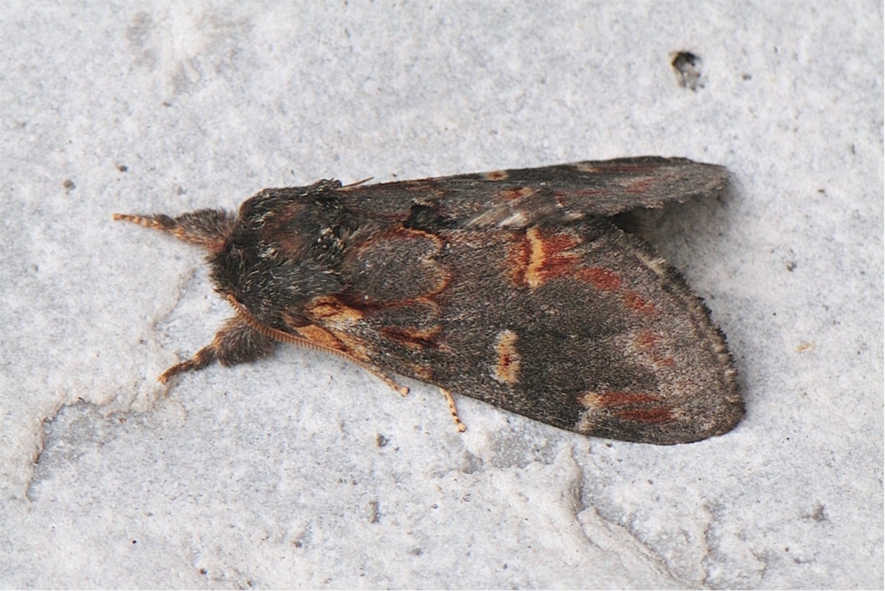 Notodonta dromedarius