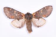 Notodonta dromedarius