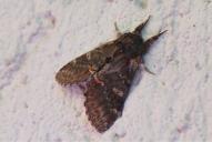 Notodonta dromedarius