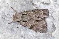 Acronicta cuspis