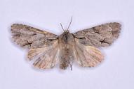 Acronicta cuspis