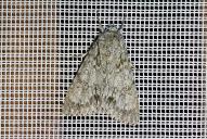 Acronicta cuspis