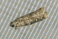 Dioryctria schuetzeella