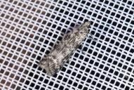 Dioryctria schuetzeella