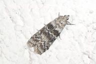 Dioryctria schuetzeella