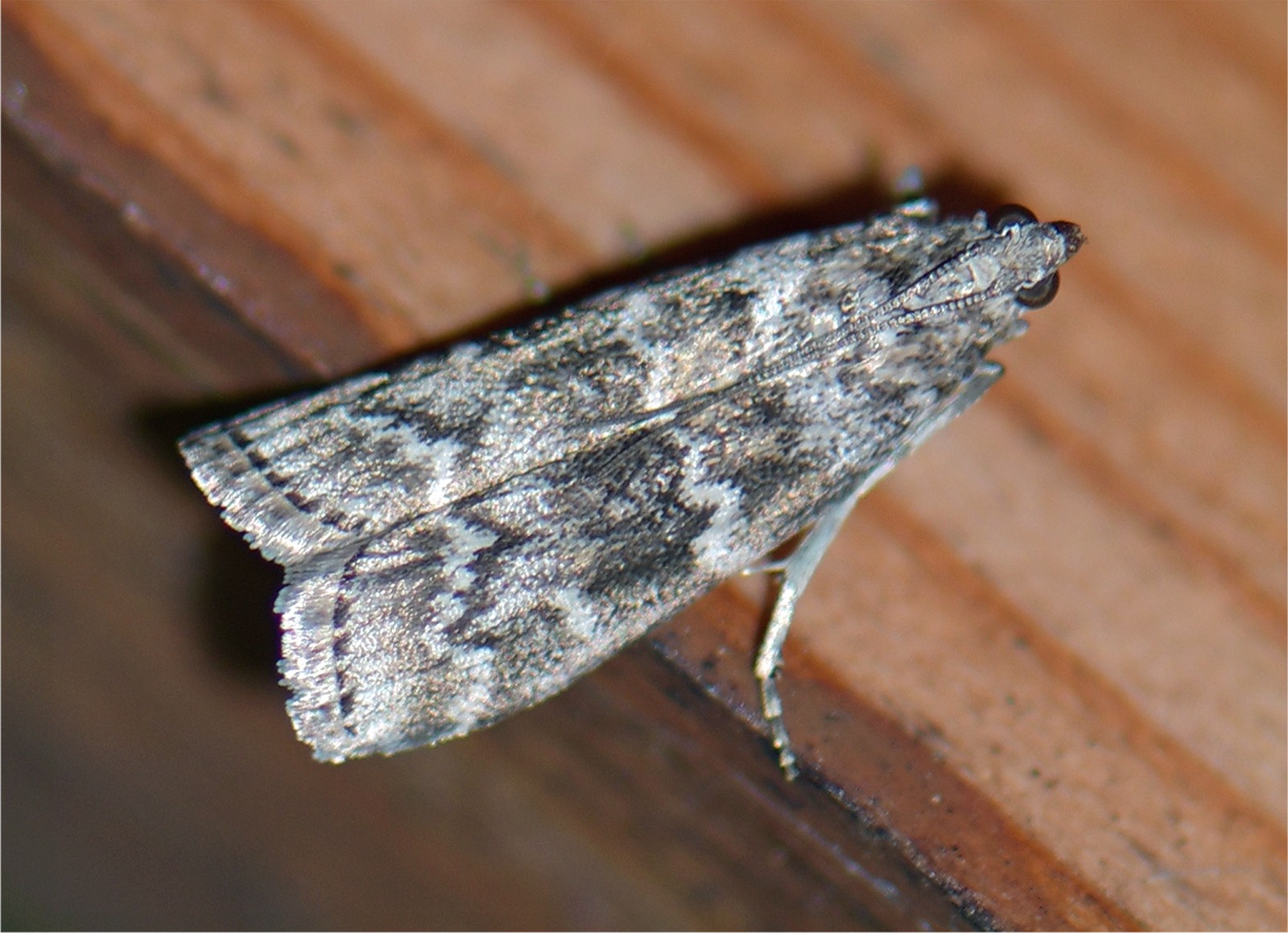 Dioryctria schuetzeella