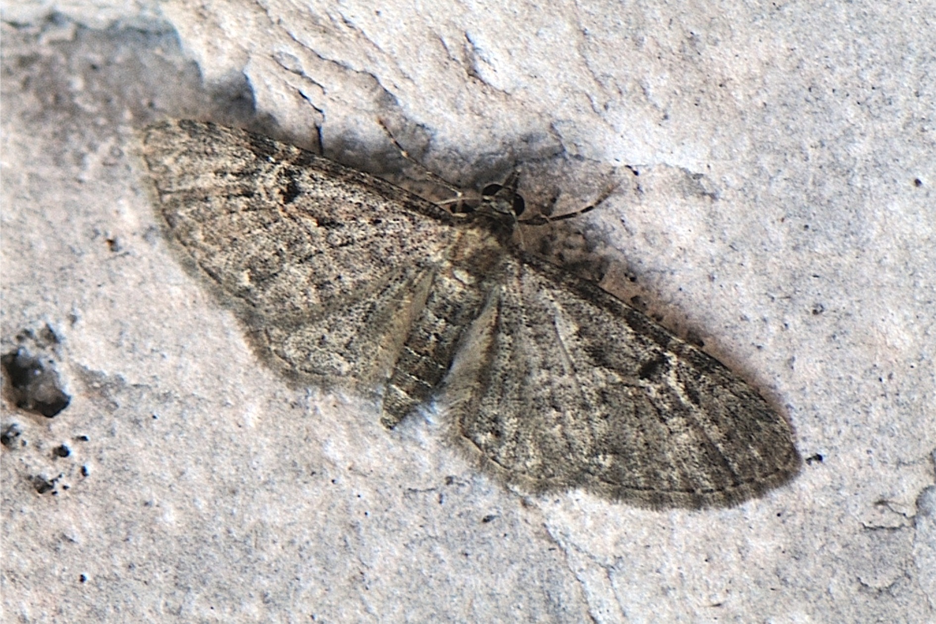 Eupithecia lariciata