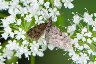 Eupithecia lariciata