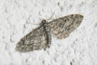 Eupithecia lariciata