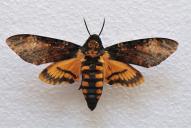 Acherontia atropos