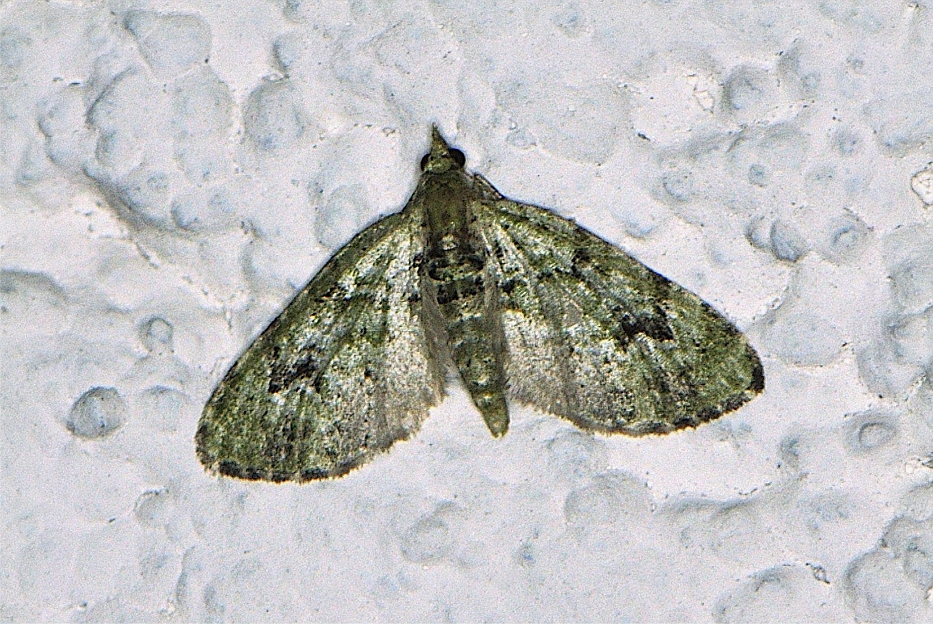 Chloroclystis v-ata