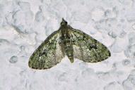 Chloroclystis v-ata