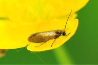 Micropterix calthella