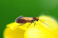 Micropterix calthella