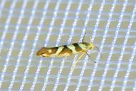 Argyresthia goedartella