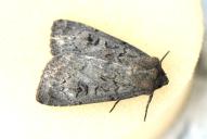 Graphiphora augur