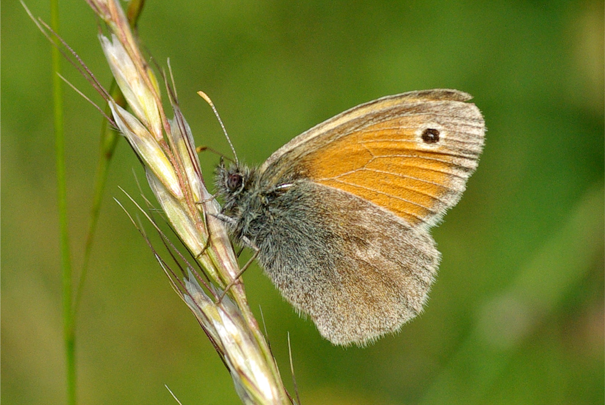 Coenonympha pamphilus