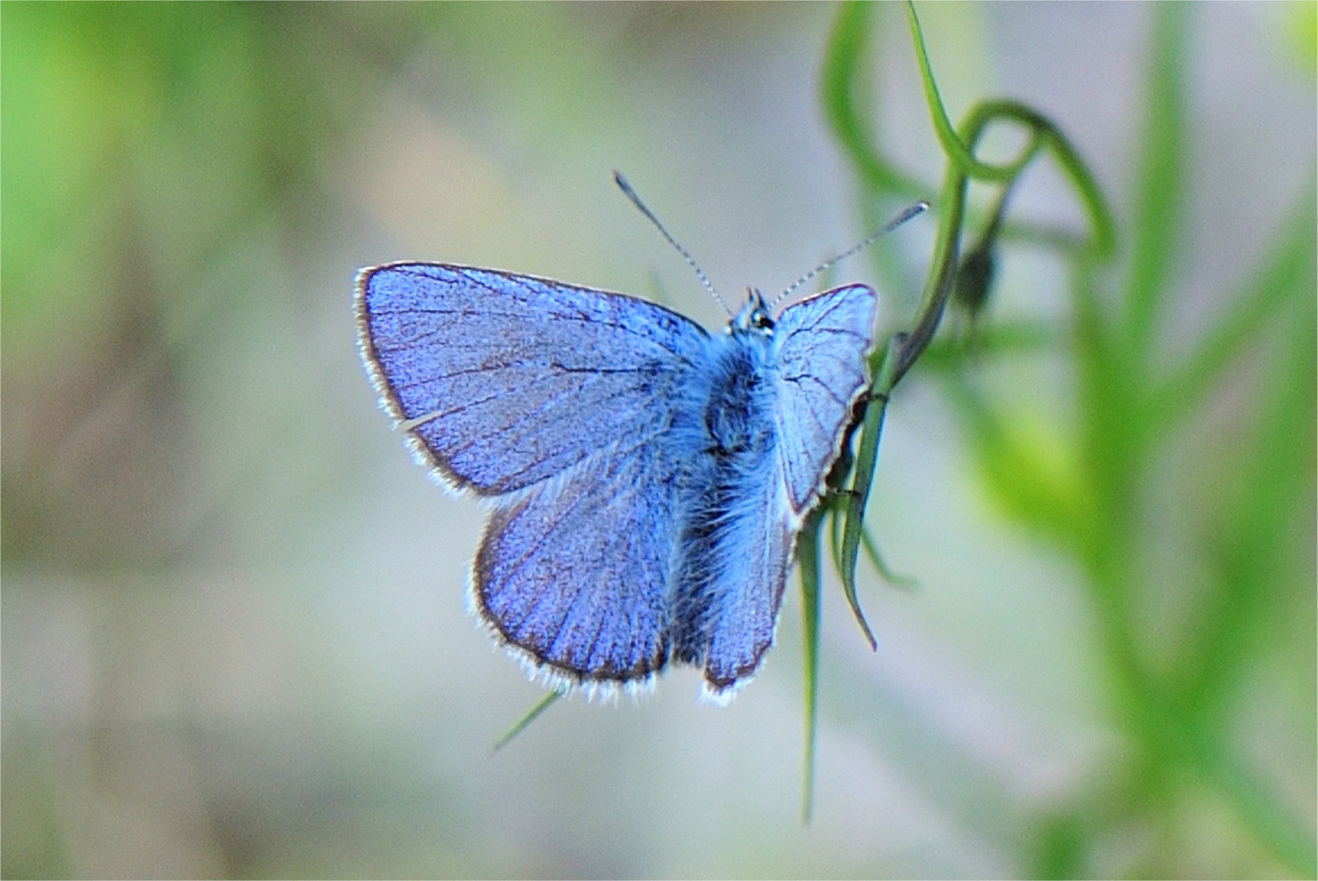 Agriades (Plebeius) orbitulus