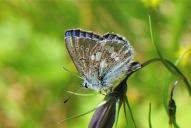 Agriades (Plebeius) orbitulus