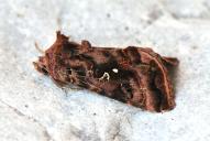 Autographa pulchrina