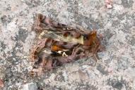 Autographa pulchrina