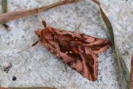Autographa pulchrina