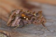 Autographa pulchrina