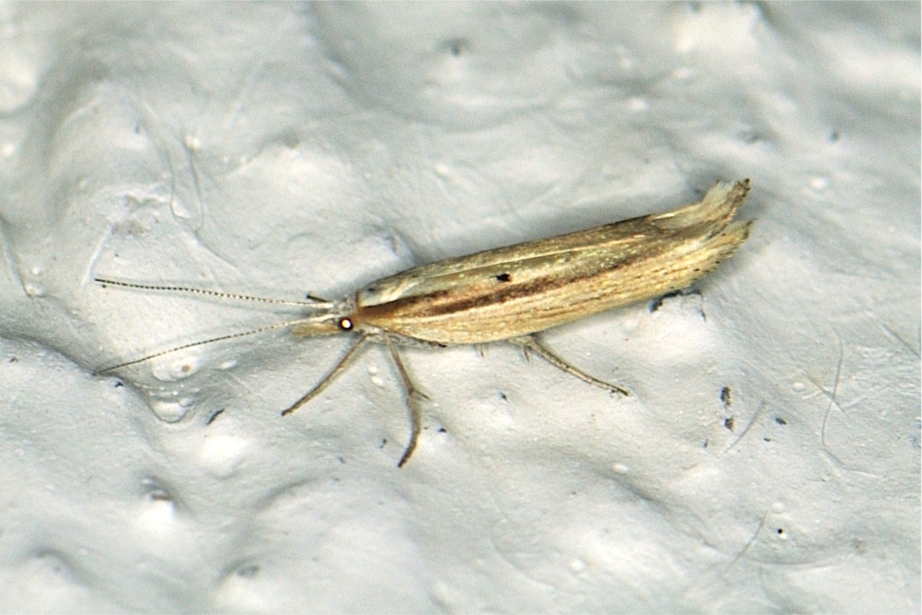 Ypsolopha nemorella