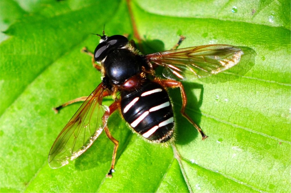 Sericomyia lappona