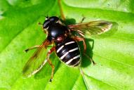 Sericomyia lappona