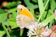 Coenonympha pamphilus