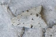Acronicta leporina