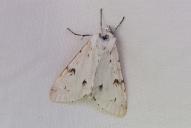Acronicta leporina
