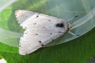 Acronicta leporina