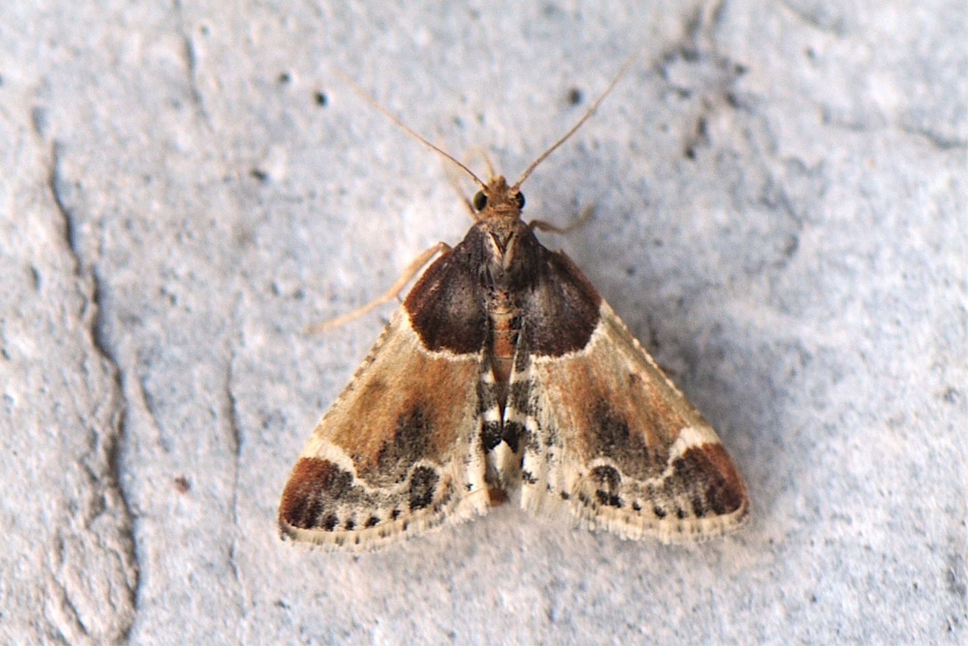 Pyralis farinalis