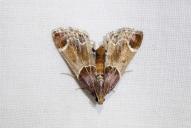 Pyralis farinalis