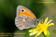 Coenonympha pamphilus
