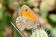 Coenonympha pamphilus