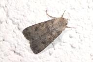 Agrotis segetum
