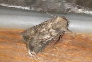 Agrotis segetum