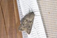 Agrotis segetum