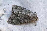 Acronicta aceris