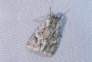 Acronicta aceris