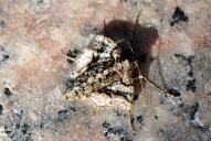 Agriopis marginaria(♀)