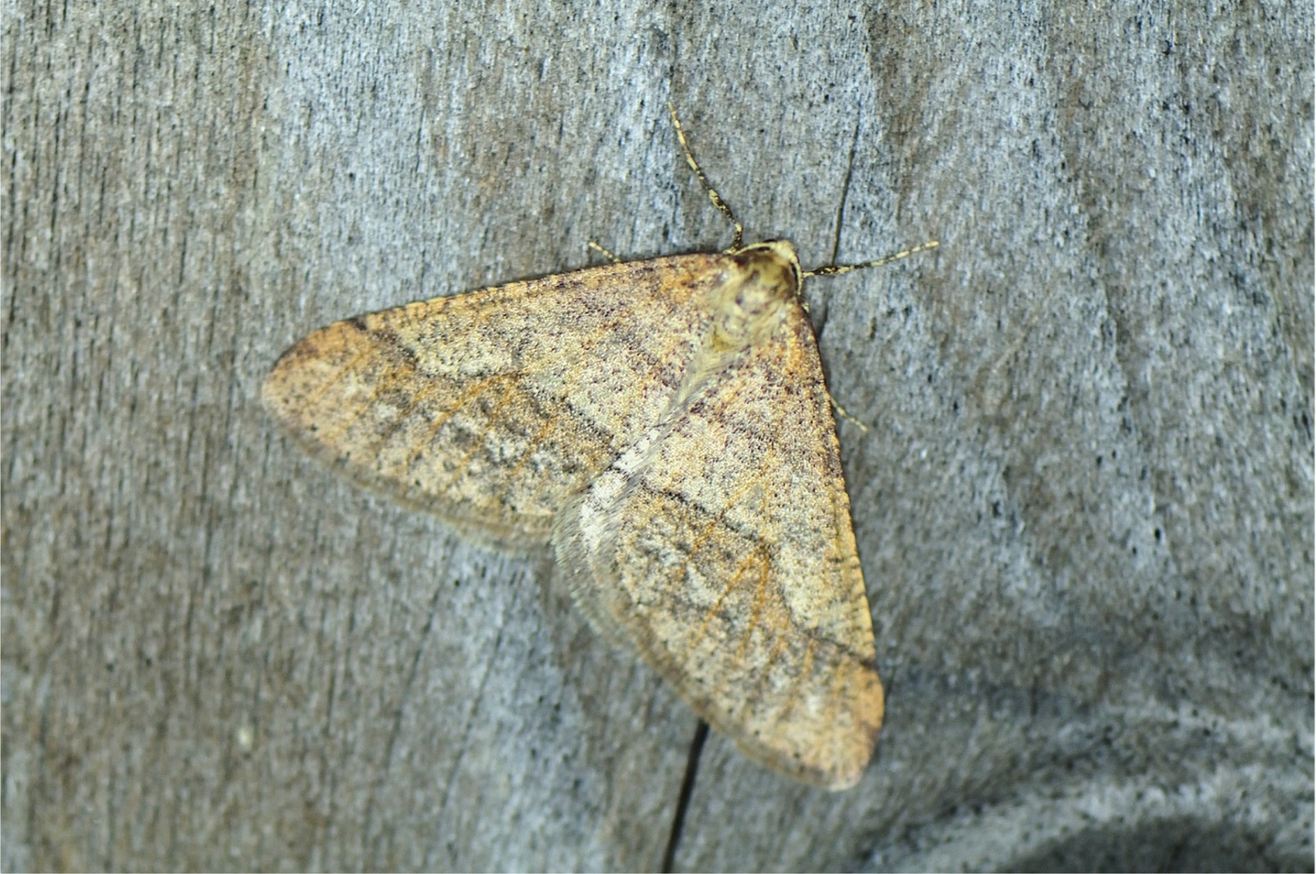 Agriopis marginaria(♂)