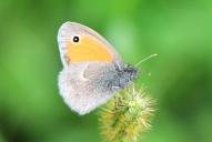 Coenonympha pamphilus