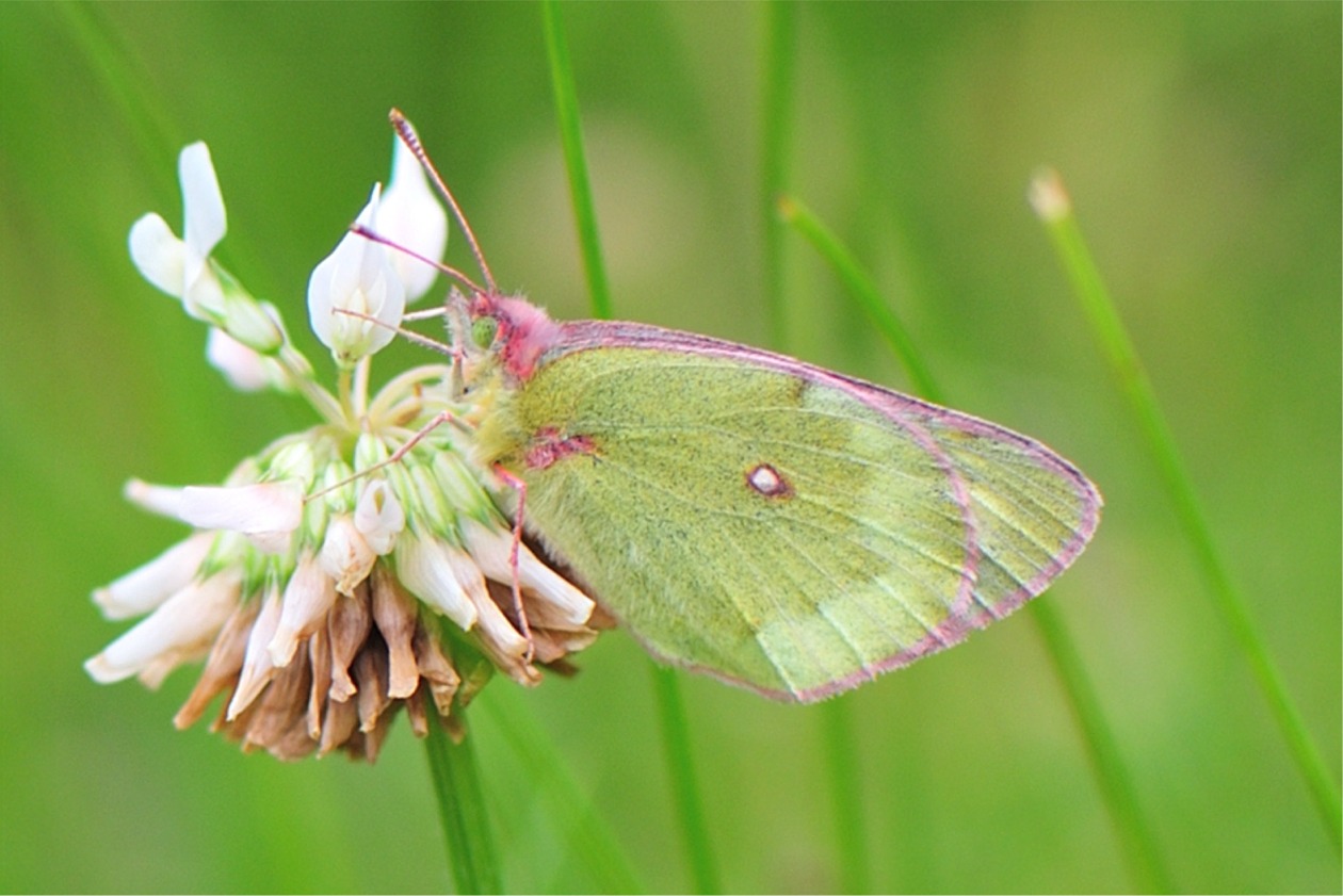 Colias phicomone