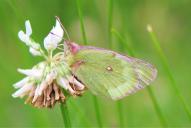 Colias phicomone