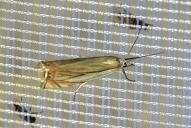 Crambus uliginosellus