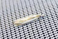 Crambus uliginosellus